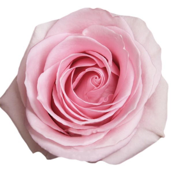 Flor